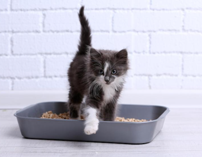 Kitten litter tray Kitten litter tray