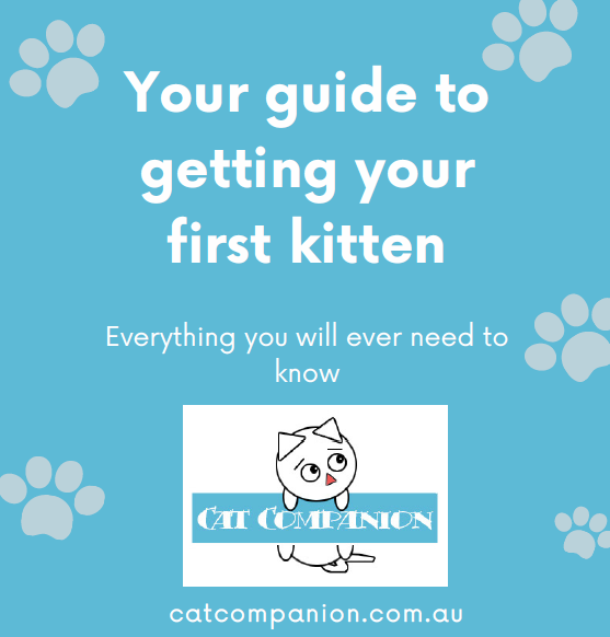 Your guide to getting your first kitten_1