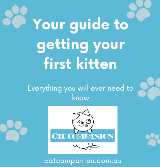 Your guide to getting your first kitten