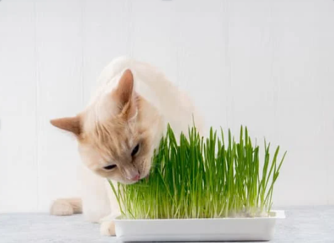 Cat and cat grass