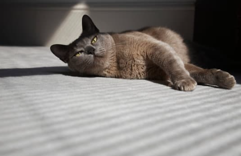 Cat in sunshine Cat in sunshine
