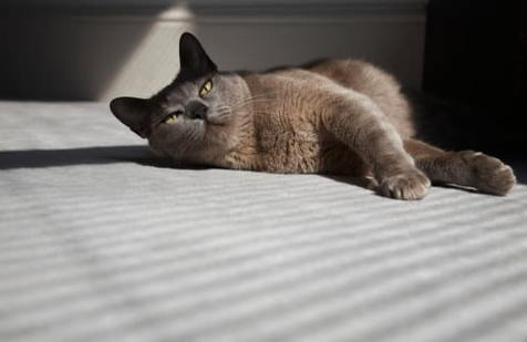 Cat in sunshine