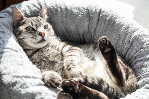 Cat in bed Cat in bed