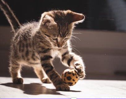 Cat playing Cat playing