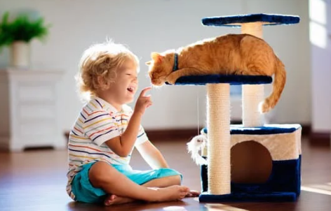 Cat climbing frame