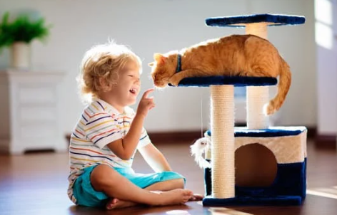 Cat climbing frame Cat climbing frame