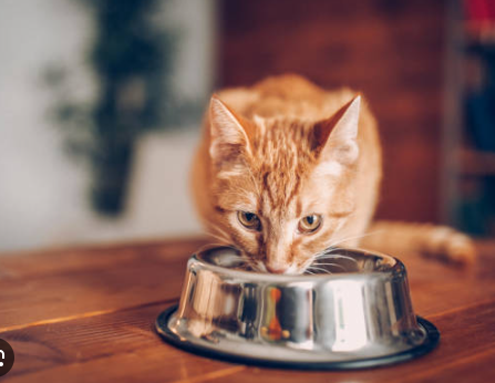 Cat eating Cat eating