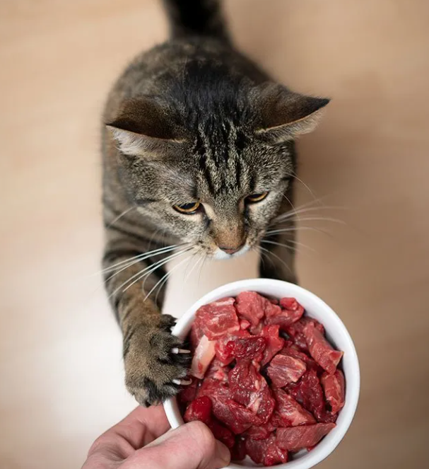 Cat eating raw diet