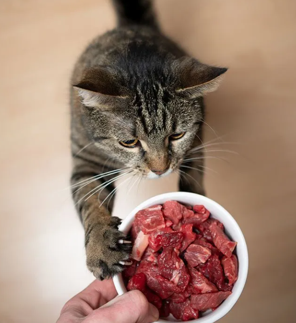 Can cats have raw steak best sale