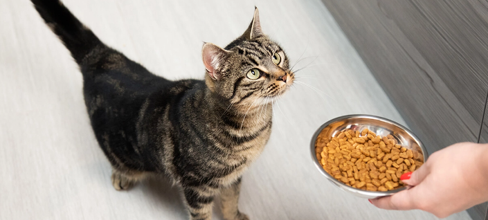 Cat with dry food Cat with dry food