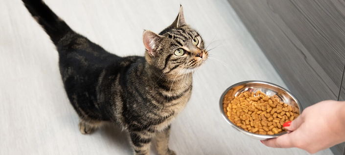 Cat with dry food