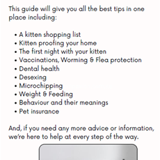 Your guide to getting your first kitten_2