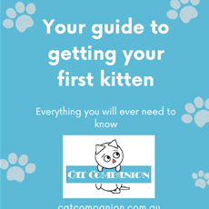 Your guide to getting your first kitten_1