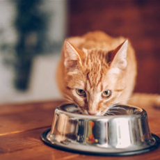 A Guide to Proper Nutrition for Cats